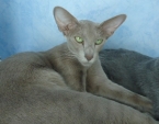 Litter Z * 28. 12. 2014 - 
ORIENTAL and SIAMESE            